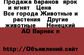 Продажа баранов, ярок и ягнят › Цена ­ 3 500 - Все города Животные и растения » Другие животные   . Ненецкий АО,Варнек п.